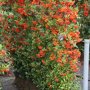 Vuurdoorn 'Dart's Red' (kant en klaar haag)